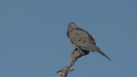 Mourning Dove Lone in Spring in Arizona