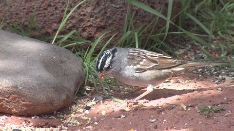 White-crowned Sparrow Lone Eating in Spring in Arizona