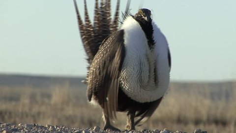 Sage Grouse Male Adult Lone Breeding in Spring Courtship Display in Wyoming