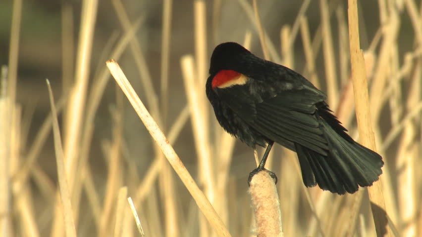 Red-winged Blackbird Male Adult Lone Calling in Spring in South Dakota