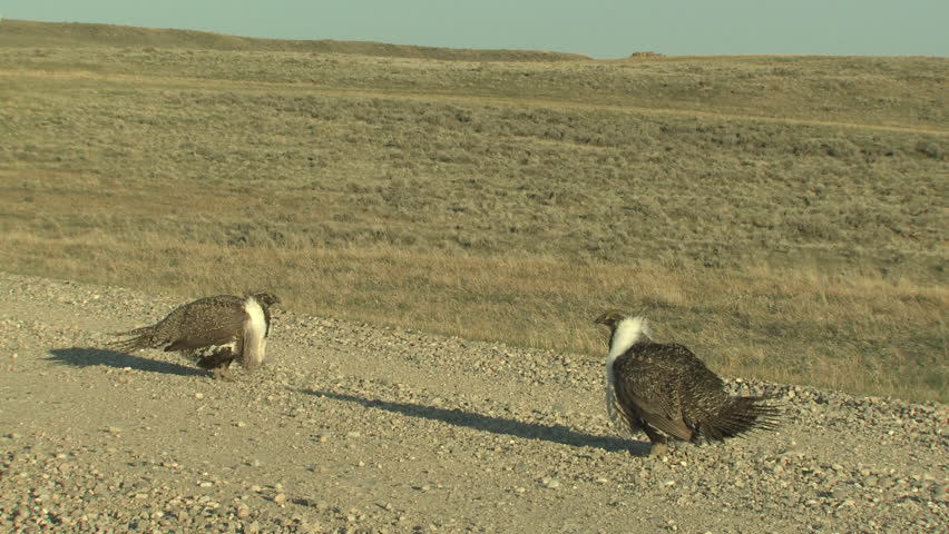 Sage Grouse Male Adult Pair Breeding in Spring Road Lek Booming Display in Wyoming