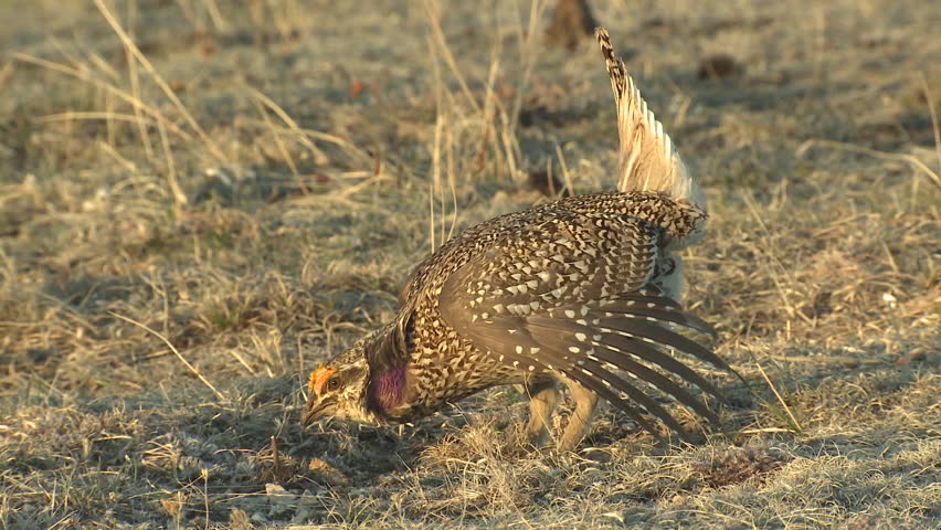 Sharp-tailed Grouse Male Adult Breeding in Spring Dance Strut Display in South Dakota