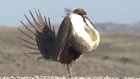Sage Grouse Male Adult Lone Breeding in Spring Display Throat Sac Boom in Wyoming