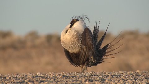 Sage Grouse Male Adult Lone Breeding in Spring Courtship Display Boom Booming in Wyoming