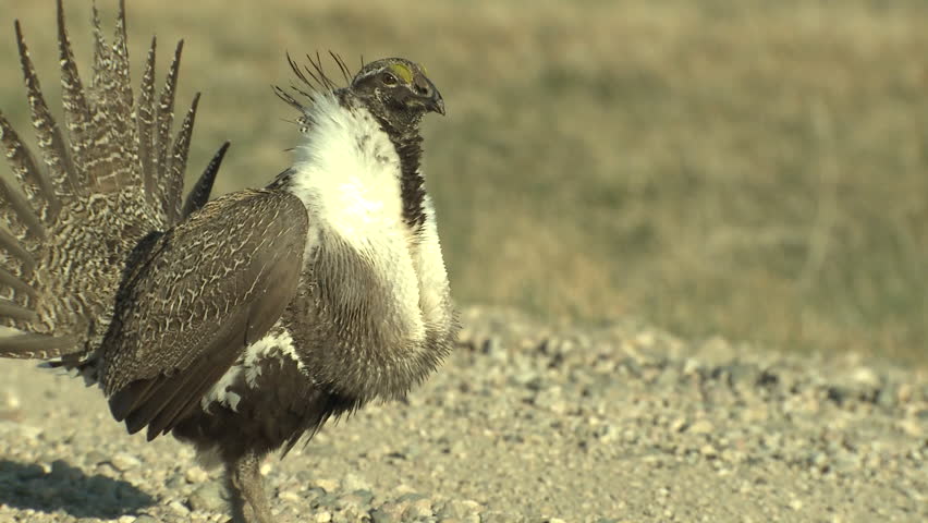 Sage Grouse Male Adult Lone Breeding in Spring Courtship Display Lek Booming in Wyoming