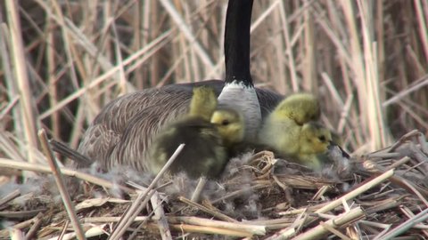 Canada Goose Adult Chicks Young Goslings Brood Nesting in Spring Nest in South Dakota