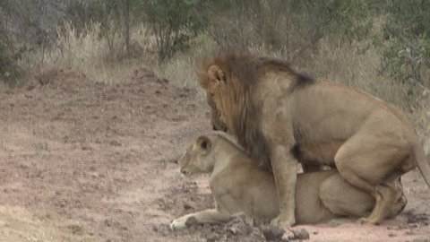 African Lion Male Female Adult Pair Mating Sex Reproduction Dry Season Copulation in South Africa