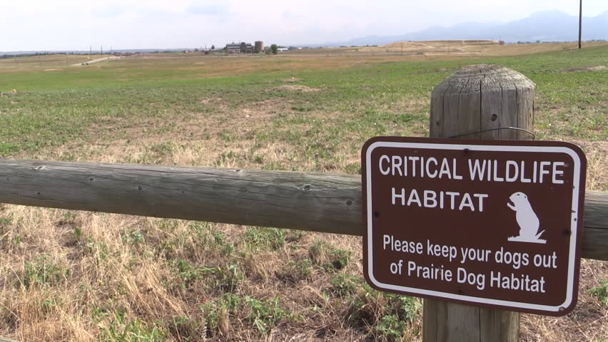 Black-tailed Prairie Dog in Summer Protected Area Sign Urban Wildlife in Colorado
