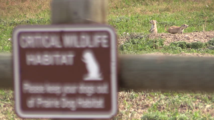 Black-tailed Prairie Dog in Summer Protected Area Sign in Colorado