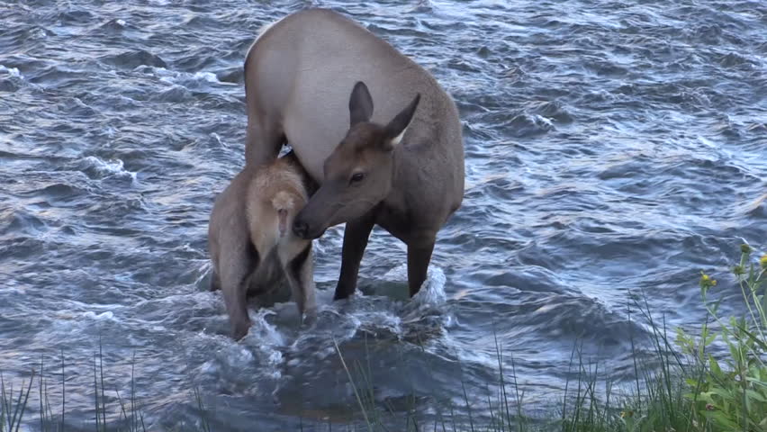 Elk Cow Female Adult Young Pair Nursing in Fall Water River in Wyoming