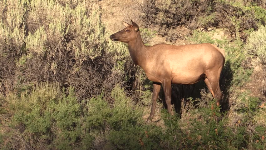 Elk Cow Female Adult Lone Alarmed Nervous Wary in Fall in Wyoming