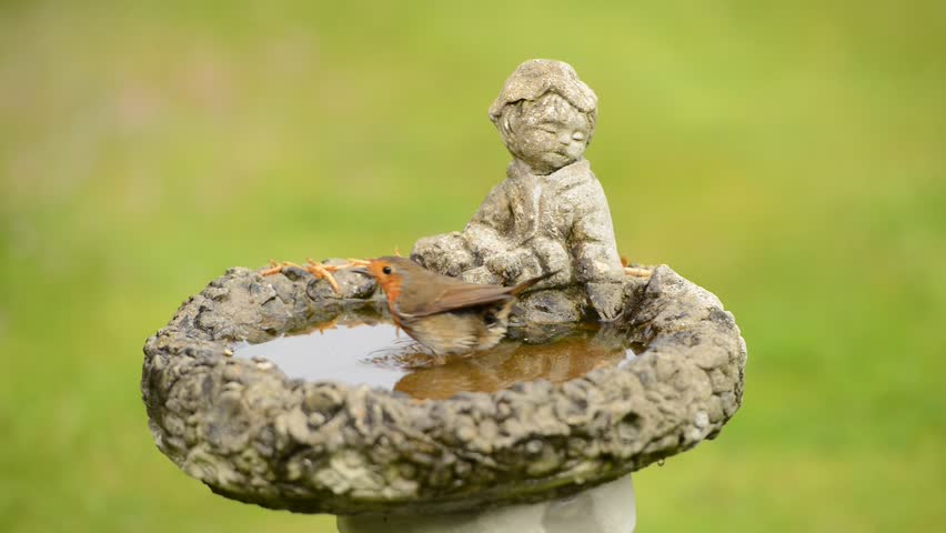 European Robin [Erithacus Rubecula] taking an early morning bath. Taken on the south coast of England.