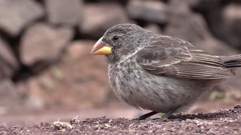 Finch Female Adult Lone Eating in Fall in Ecuador
