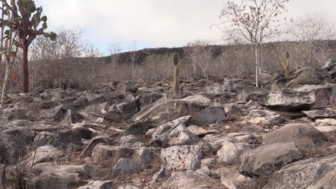 Desert Galapagos Islands in Fall Arid Rocky Volcanic in Ecuador