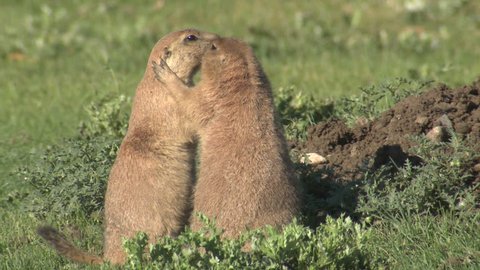 Black-tailed Prairie Dog Pair Standing in Summer Kissing Affection Hugging in Colorado