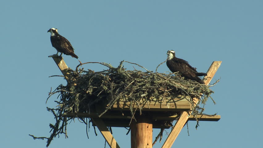 Osprey Male Female Adult Pair Alarmed Nervous Wary in Summer Nesting Platform in South Dakota
