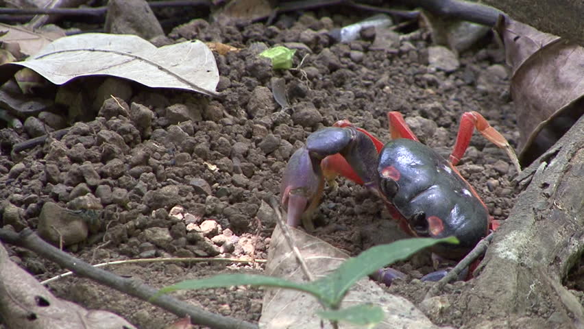 Halloween Crab Lone Harlequin Moon Red Land Crab in Costa Rica