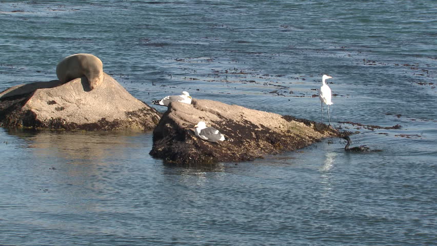 Pelagic Cormorant Adult Lone Rock Gull Egret in California
