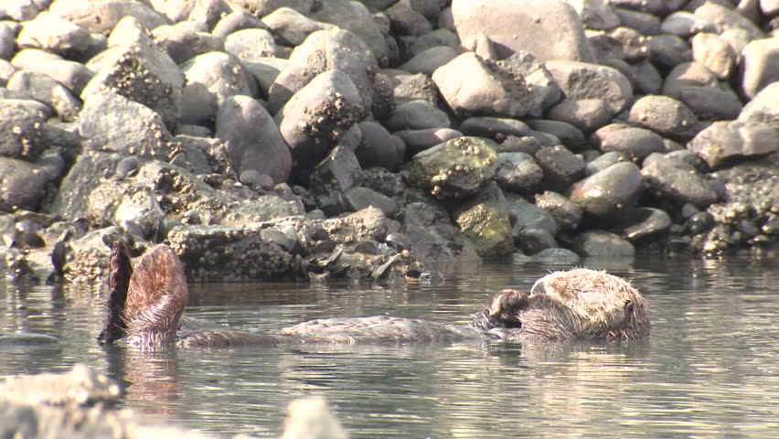 Sea Otter Male Adult Lone Resting in California