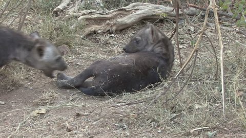 Spotted Hyena Adult Young Family Playing Play Dry Season in South Africa