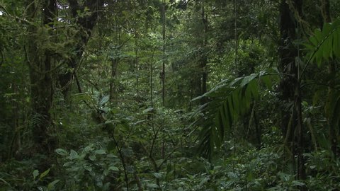  Monteverde Cloud Forest Reserve Jungle Darkness Rain in Costa Rica
