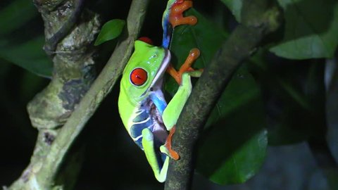 Red-eyed Tree Frog Adult Lone Yawning Open Mouth in Costa Rica