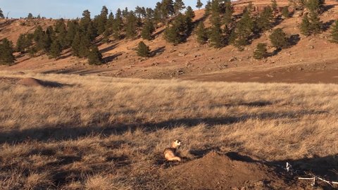 Black-footed Ferret Lone in Fall Emerging Burrow in South Dakota