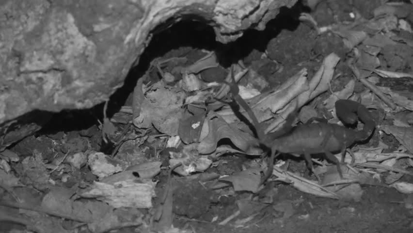 Scorpion Lone Black in Costa Rica