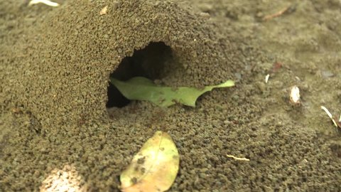Leaf Cutter Ants  Mound in Belize