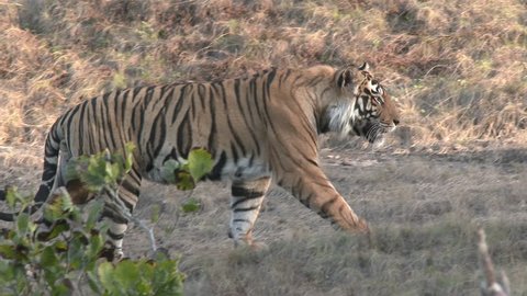 Bengal Tiger Male Adult Lone Walking in Spring in India