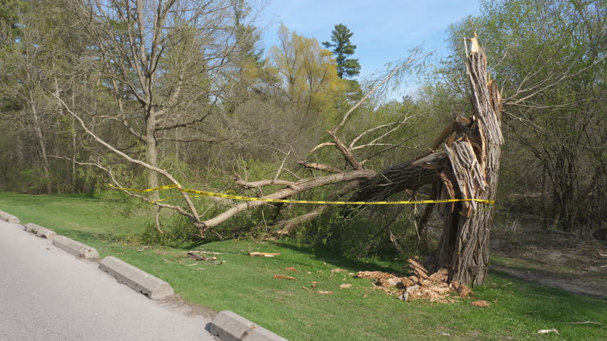 Fallen tree in park. Wide shot. Caution tape. Sunnybrook Park, Toronto, Canada. Handheld shot with stabilized camera.