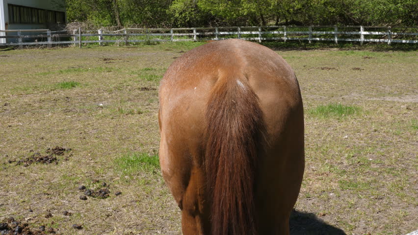 Horses Rear End. Rear View Stock Footage Video (100% Royalty-free)  1011640565 | Shutterstock