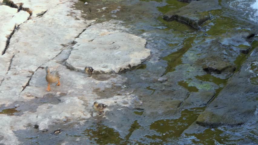 Ducks and ducklings on a river by a waterfall, North Yorkshire, England
