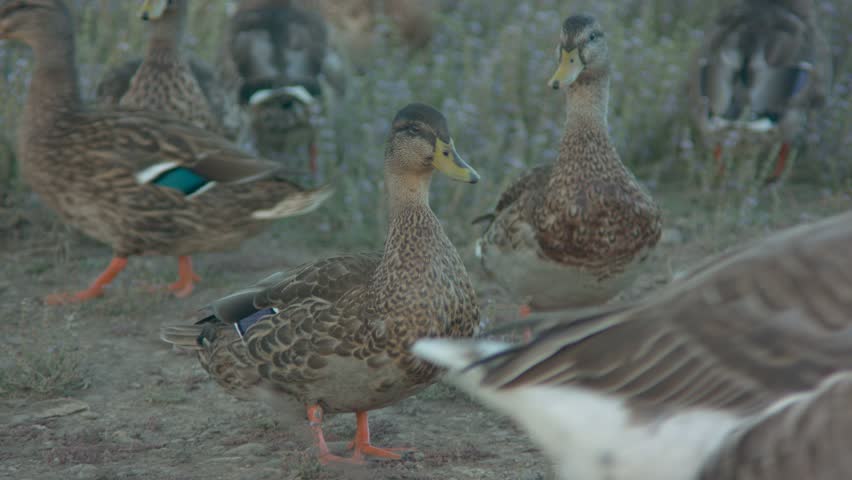 Footage of ducks at a local park. Shot on a Blackmagic Ursa Mini Pro 4.6k with a Canon FD 70-210mm f/4.