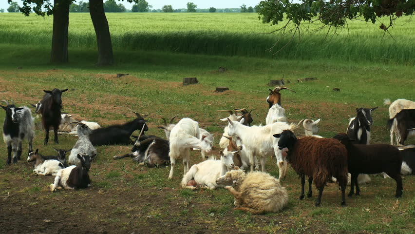Funny goat on the farm. Herd of goats on nature pasture. Wildlife and ecology. | Shutterstock HD Video #1011649646