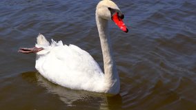 This is a close-up video of a beautiful swan floating in the lake water and basking in the sun.