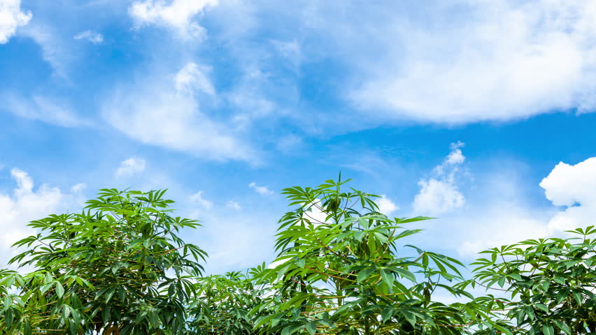 Tree on blue sky background with clouds. Time-lapse 