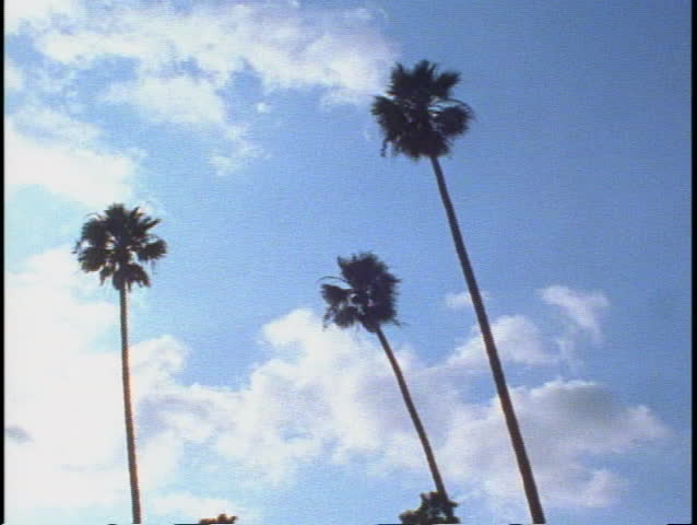 LOS ANGELES, 1999, Palm tree alley, tilt down to street Royalty-Free Stock Footage #1011653126
