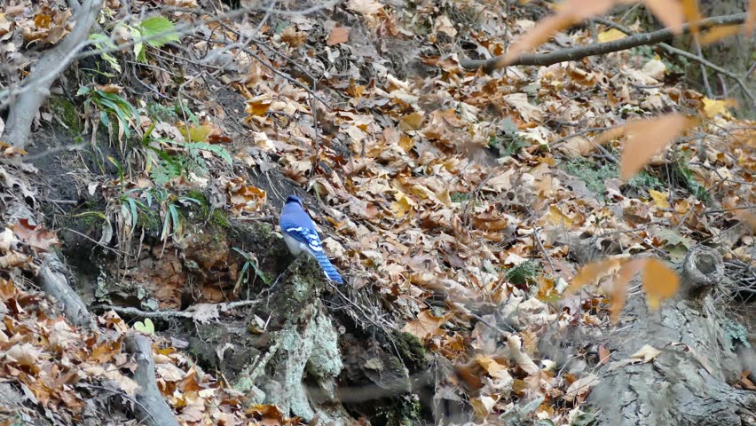 Blue jay bird foraging in soil on the ground before taking off in flight | Shutterstock HD Video #1011653684