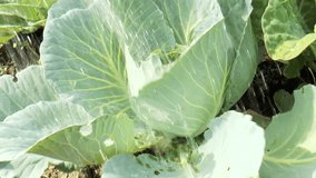 Video shows watering cabbage from a watering can close up