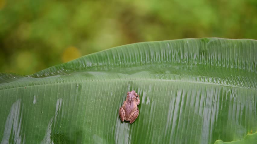 Frog is a amphibian animal wildlife brown color have a sticky foot on a green banana leaf in a nature wild forest