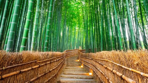 Bamboo forest in Kyoto, Japan.