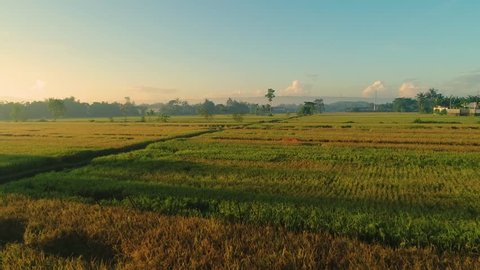 AERIAL: Flight Over the Rice Field in Sunrise, Yogyakarta Indonesia, Asia
