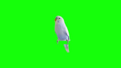 A parrot stands on a branch. Chroma Key