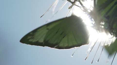 Gull butterfly on the plant over blue sky background in Thailand - video in slow motion