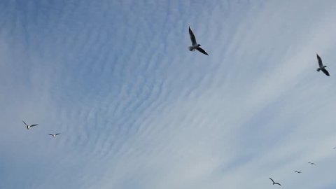 Many soaring birds while blue sky and enjoying stunning fleece cloud (altocumulus clouds). Black-headed gull (Larus ridibundus)