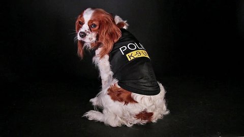 Police dog in K9 costume. Trained pet.