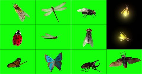 A variety (12 options) of 3D animated insects that are landed, from various angles, occasionally fluttering their wings. Key out the green background to have insects standing on your logo or titles.