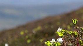 from mountain to slope and cloud berrys in spring in the cairngorms national park, scotland during a sunny day in may.