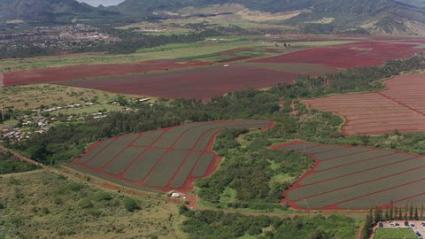 Oahu, Hawaii circa-2018. Aerial view of pineapple farms. Shot with Cineflex and RED Epic-W Helium. స్టాక్ వీడియో